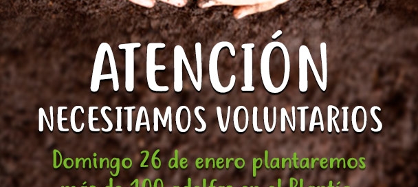 VOLUNTARIOS PARA PLANTAR ADELFAS