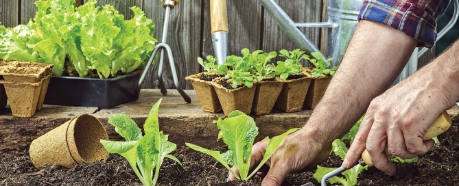 Convocatoria para la adjudicación de huertos de ocio municipales 2020