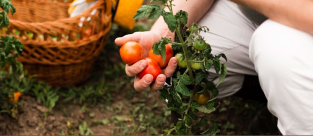 Convocatoria para la adjudicación de huertos de ocio municipales 2021