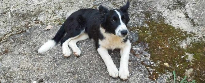 Border collie abandonado