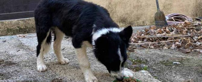 Border collie abandonado