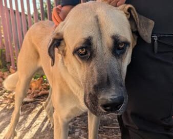 Se ha encontrado este perro.