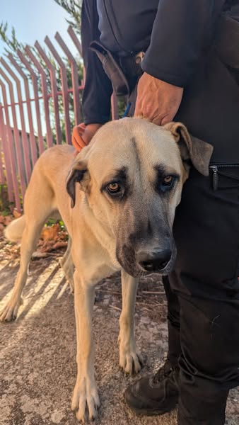 Se ha encontrado este perro.