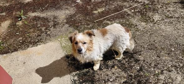 Hallazgo de animal extraviado