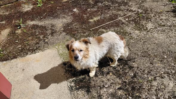 Hallazgo de animal extraviado
